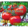 大量供應以色列大紅西紅柿