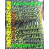 大量供應頂花帶刺黃瓜