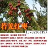 新疆若羌棗農產地批發