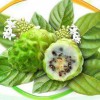 薩摩亞諾麗果
